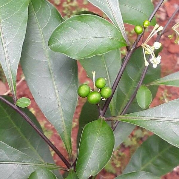 Solanum diphyllum Plod