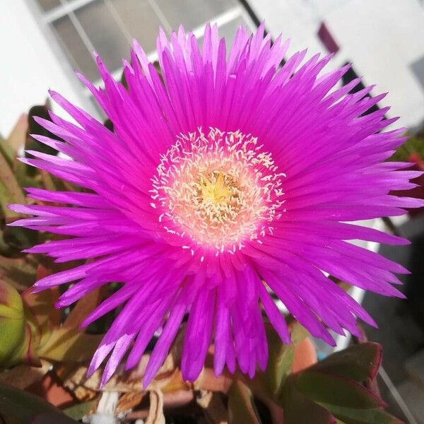 Carpobrotus acinaciformis Blomst