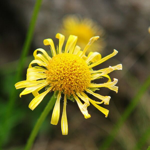 Doronicum austriacum Flower