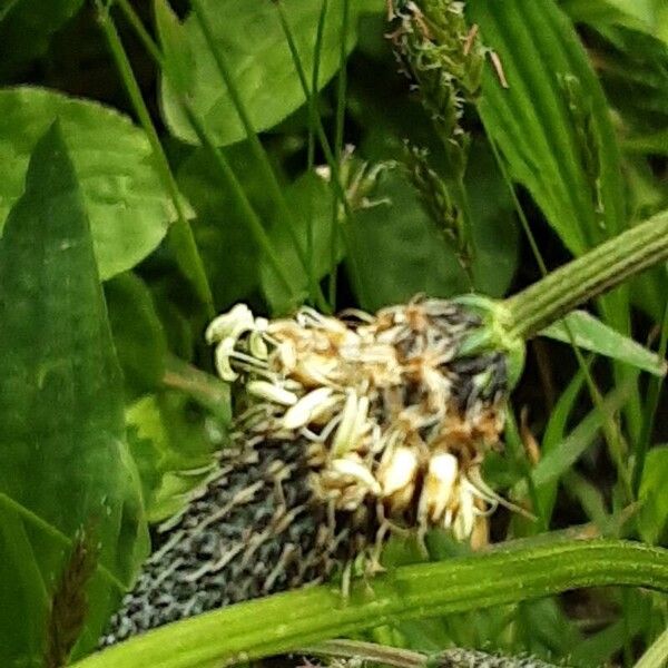 Plantago argentea Blüte