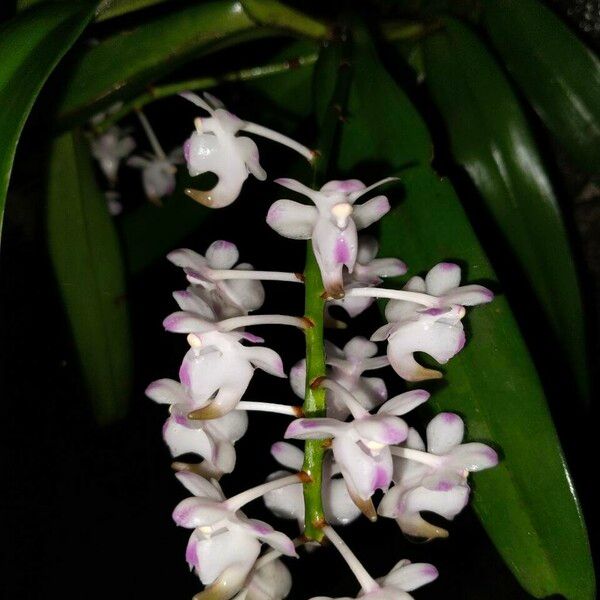 Aerides odorata 花