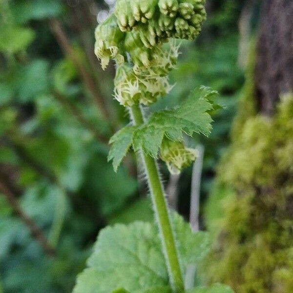 Tellima grandiflora Листок