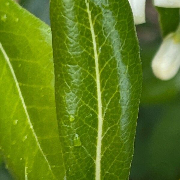 Pittosporum heterophyllum 叶