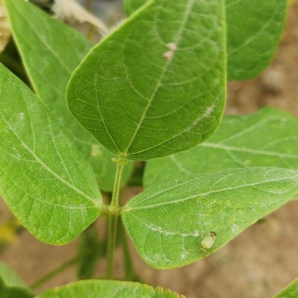 Phaseolus lunatus Leaf