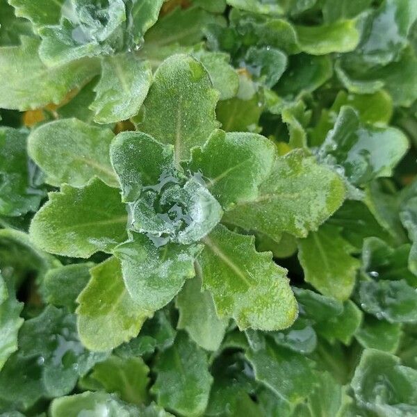 Arabis caucasica Leaf