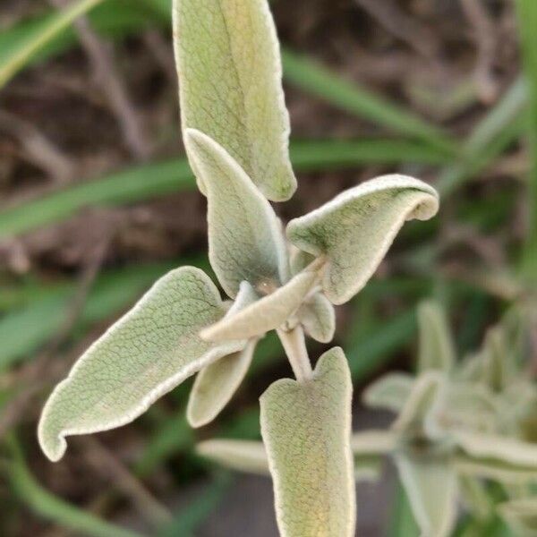 Phlomis purpurea Kukka