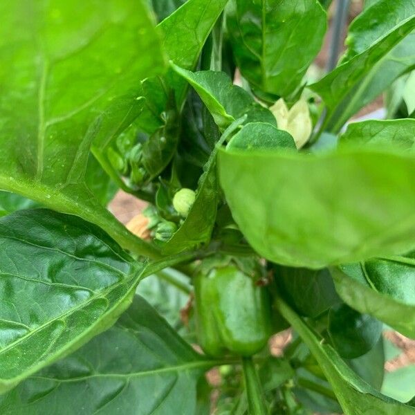 Capsicum annuum ফল