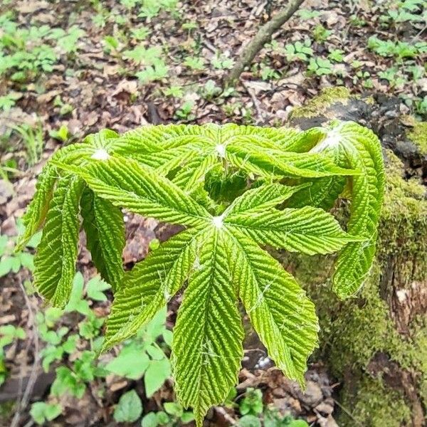 Aesculus hippocastanum 叶