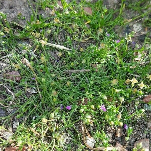 Sagina procumbens ফুল