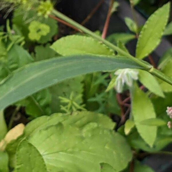 Setaria viridis Leaf