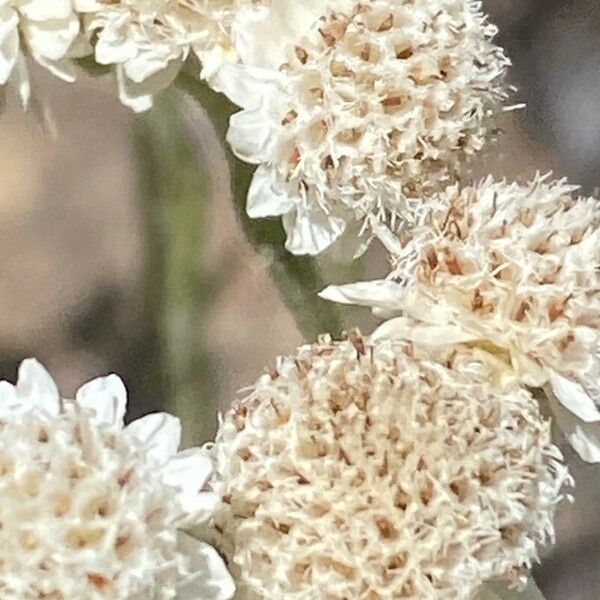 Antennaria dioica 花