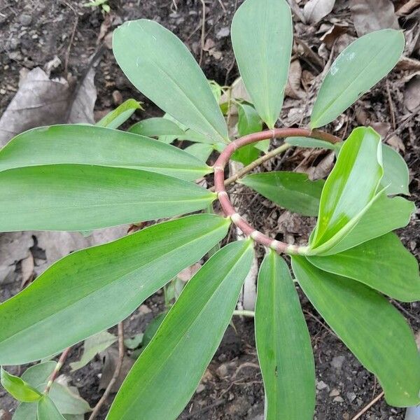 Hellenia speciosa Yaprak