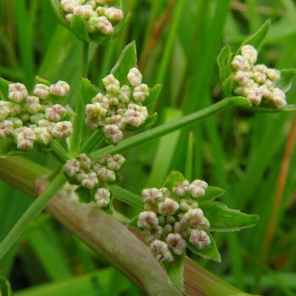 Cyclospermum leptophyllum Fleur