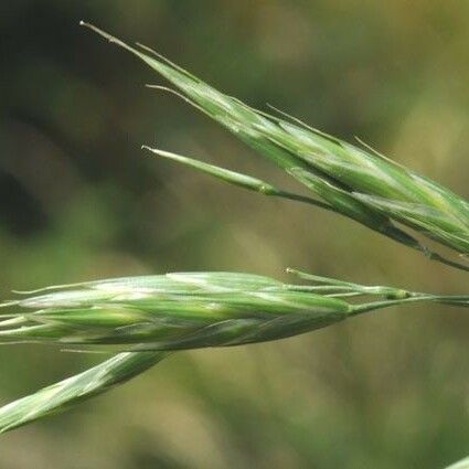 Bromus sitchensis Owoc