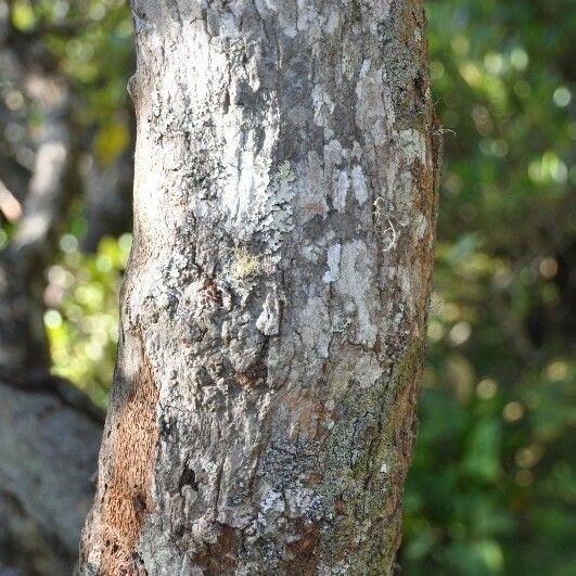 Monimia rotundifolia Bark