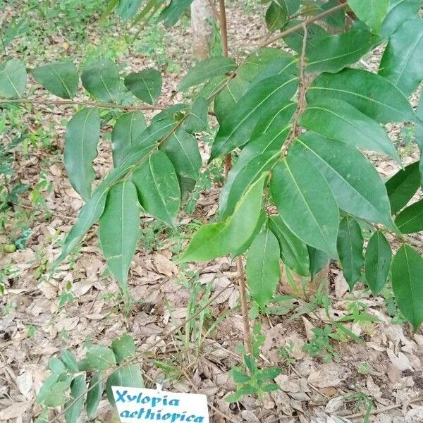 Xylopia aethiopica Blad