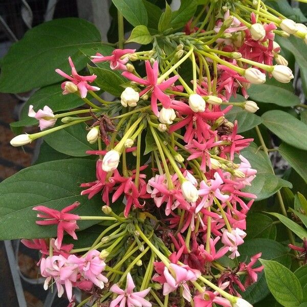 Combretum indicum ശീലം