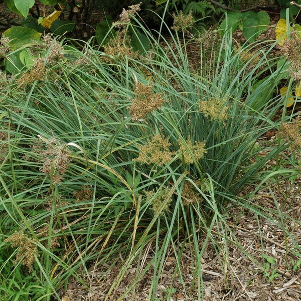 Cyperus javanicus Habitat