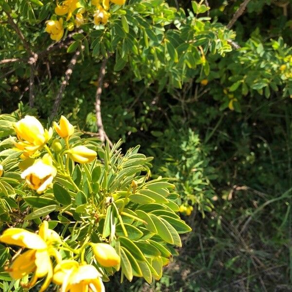 Senna pendula Blüte