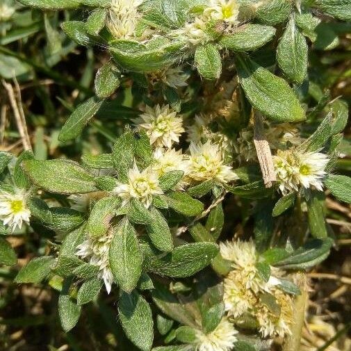 Alternanthera caracasana Fiore