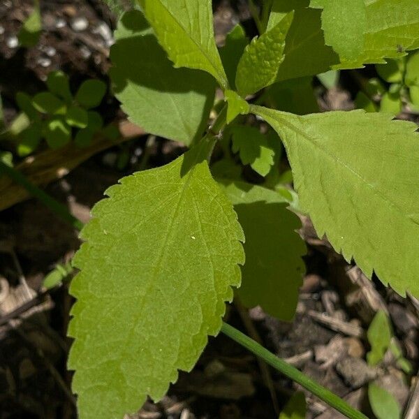 Phryma leptostachya Leaf