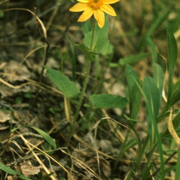 Arnica mollis Fiore