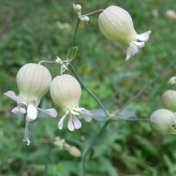 Silene vulgaris Flower