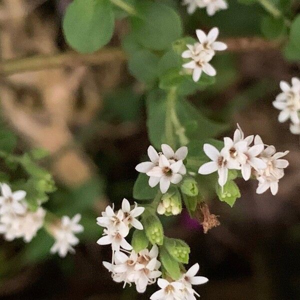 Stevia rebaudiana फूल
