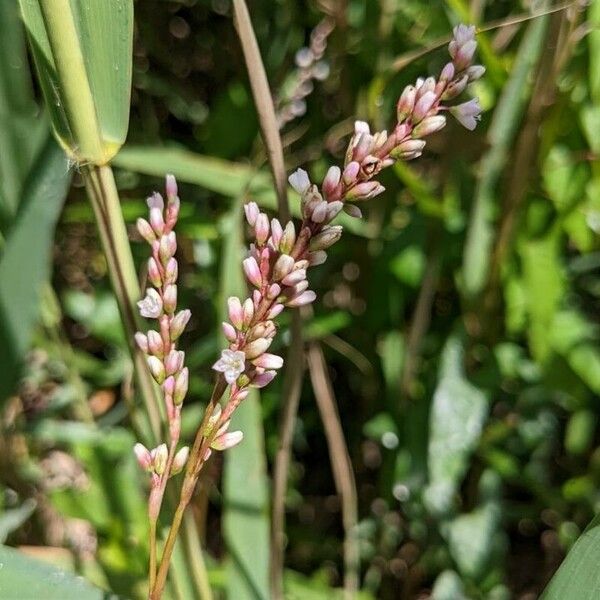 Persicaria decipiens Flor