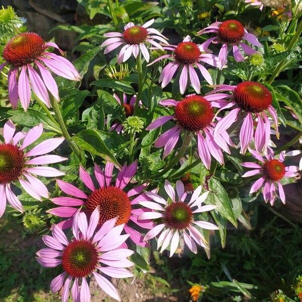 Echinacea purpurea Flower