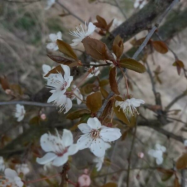 Prunus cerasifera Kwiat