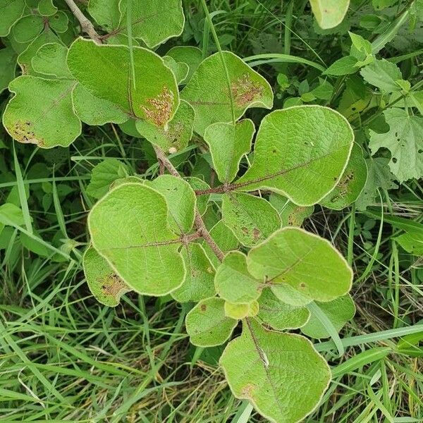 Lannea triphylla Blad