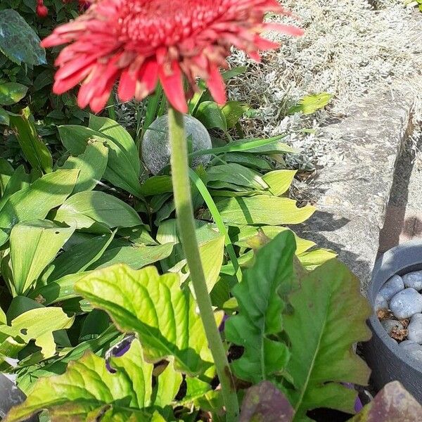 Gerbera jamesonii Flors