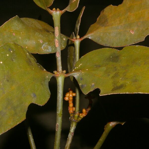 Phoradendron nitens Gyümölcs