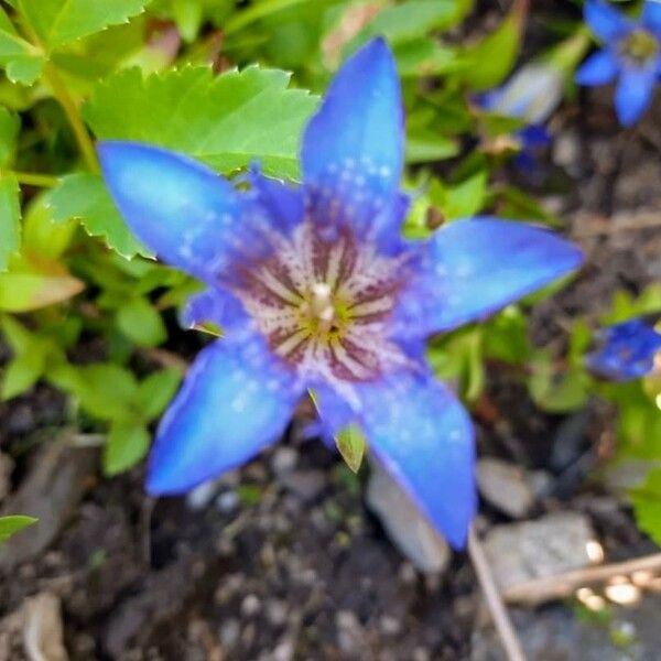 Gentiana septemfida फूल