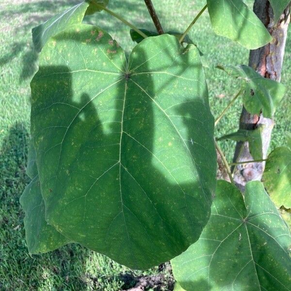 Paulownia tomentosa Φύλλο