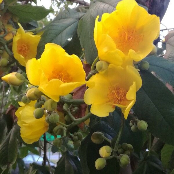 Cochlospermum vitifolium Blodyn