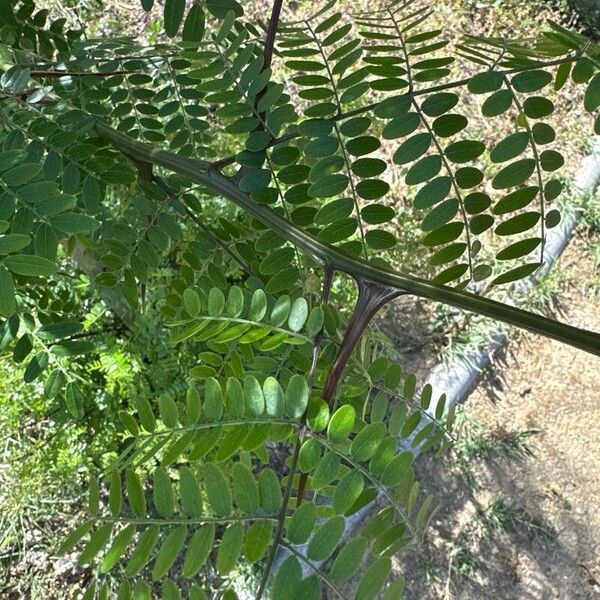 Gleditsia triacanthos 叶