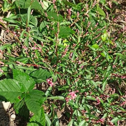 Persicaria minor Λουλούδι