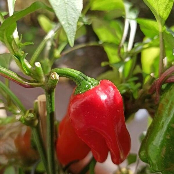 Capsicum annuum Fruto