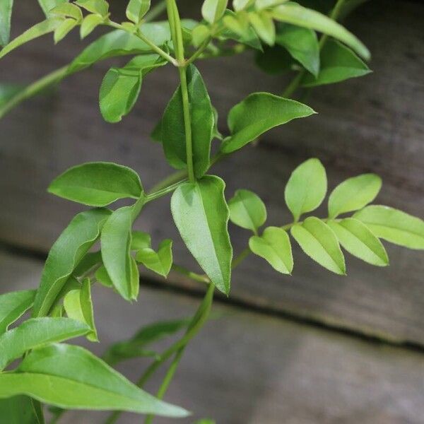 Jasminum officinale List