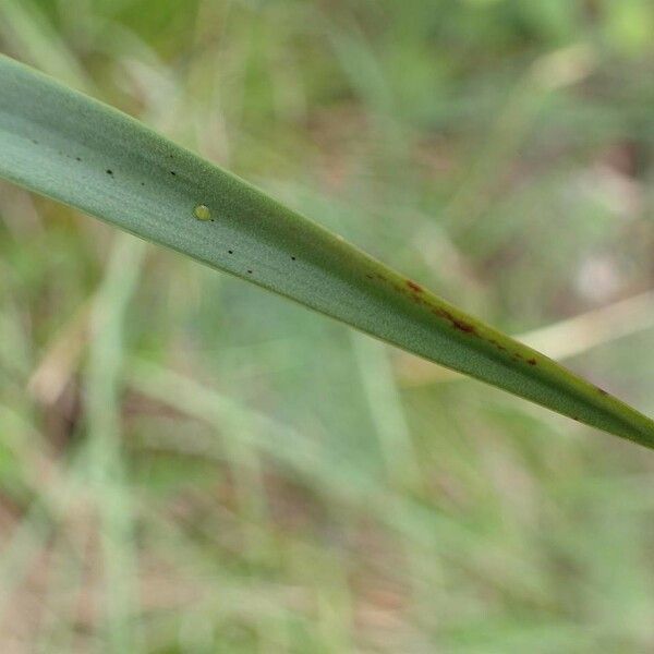 Asphodelus macrocarpus خشب