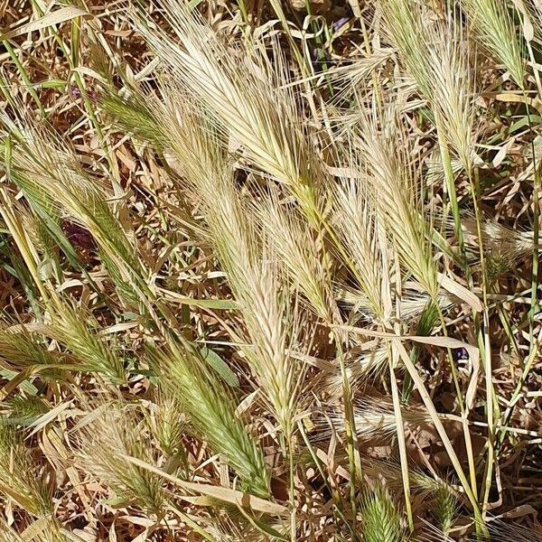 Hordeum marinum Fruitua