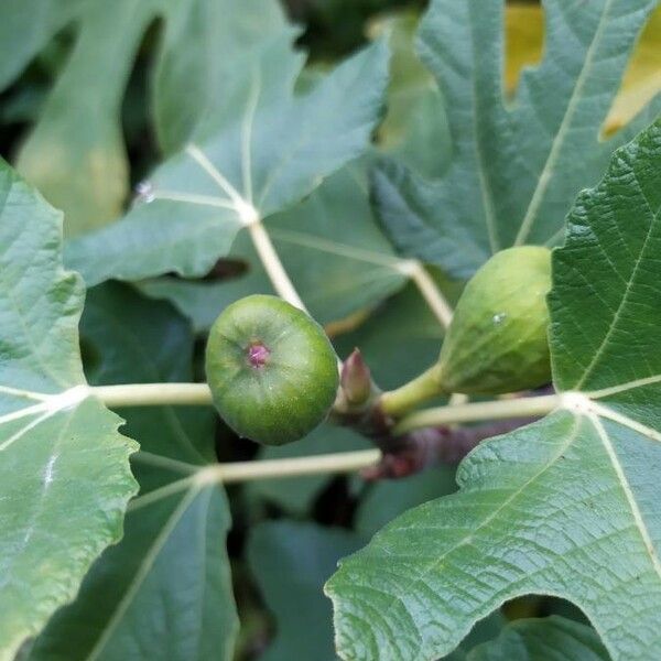 Ficus carica Gyümölcs