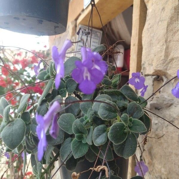 Streptocarpus saxorum Other