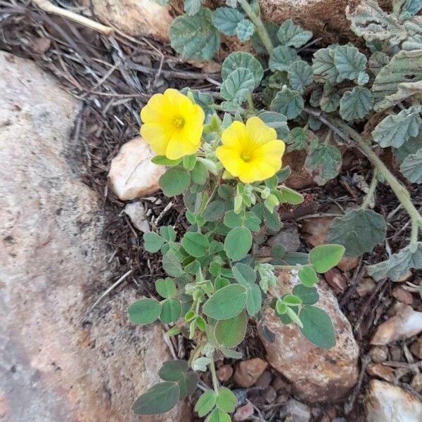 Oxalis frutescens Blomma