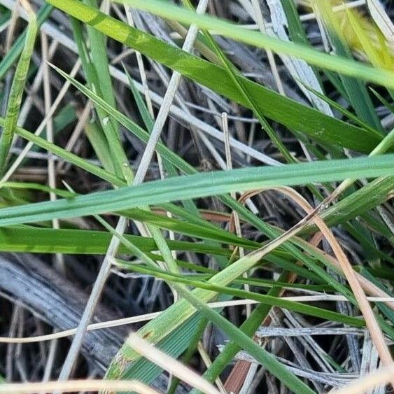 Carex arenaria Ліст