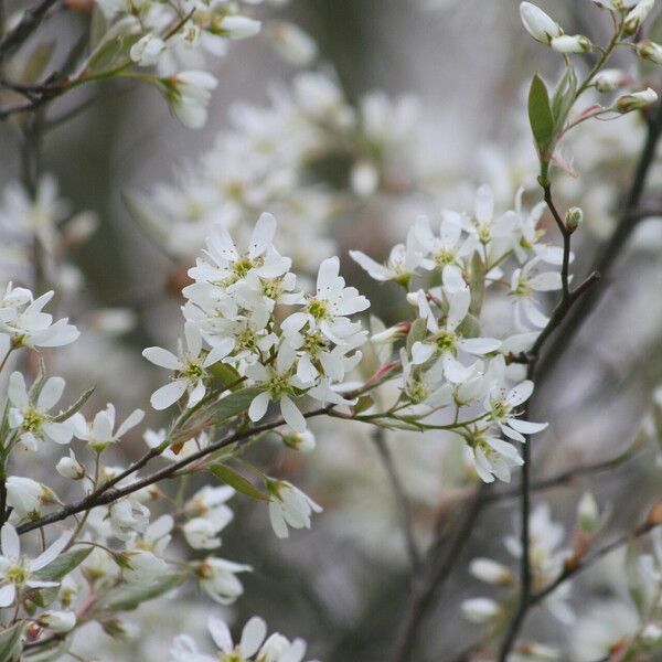 Amelanchier arborea Blodyn