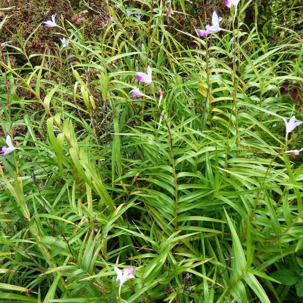 Arundina graminifolia 整株植物