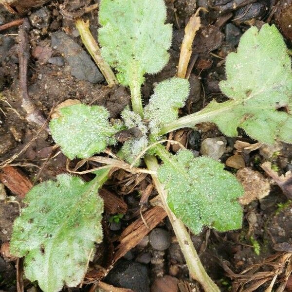 Youngia japonica Blad